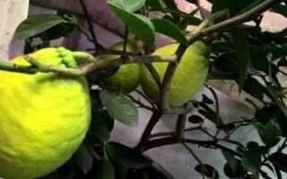 Лимон пандероза уход в домашних условиях