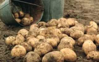 Сколько весит ведро картофеля