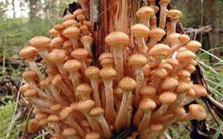 Растут ли грибы после заморозков в октябре