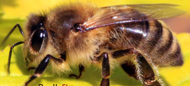 Как выглядит пчела и оса
