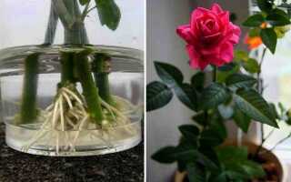 Как укоренить розу из магазина