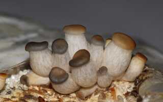 Как правильно выращивать грибы в домашних условиях