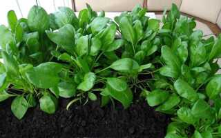 Можно ли выращивать шпинат дома