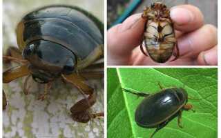 Чем кормить жука плавунца в домашних условиях