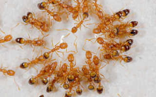 Гнездо рыжих муравьев фото