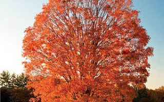 Канадский клён фото дерева и листьев