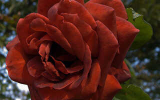 Роза терракота фото и описание и уход