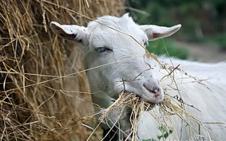 Глюконат кальция для коз