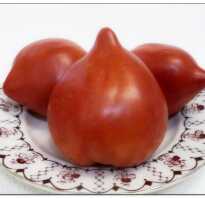 Редкие семена томатов от частного коллекционера