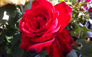 Сорт розы ред интуишн фото