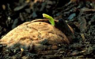 Можно ли вырастить орех из плода ореха