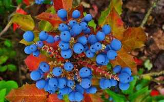 Кустарник с колючими листьями и синими ягодами