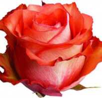 Роза игуана энциклопедия роз