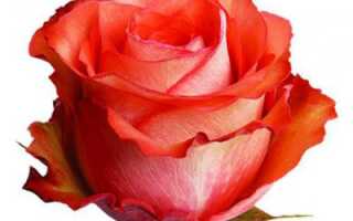 Роза игуана энциклопедия роз
