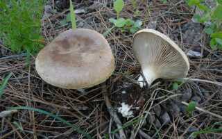 Крымская степная однобочка гриб