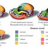 Строение костей черепа животных