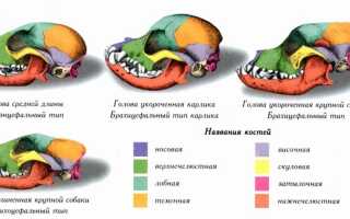 Строение костей черепа животных