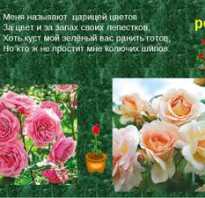Роза цветок описание для школьников