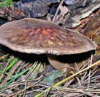Плесневые грибы это сапротрофы