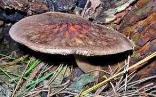 Плесневые грибы это сапротрофы
