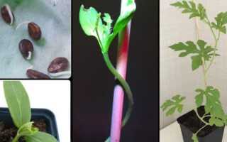 Как посадить арбуз в домашних условиях