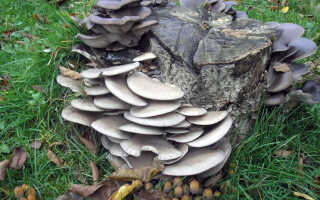 Можно ли мариновать грибы вешенки