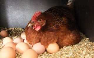 Курица села высиживать яйца что делать