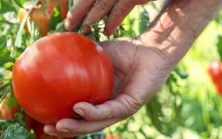 Супер ранние сорта томатов для открытого грунта