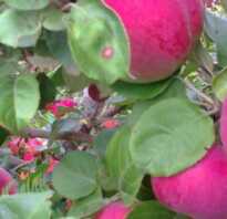 Яблоки сорт орлик фото