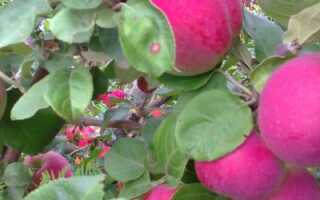 Яблоки сорт орлик фото