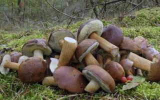 Съедобные грибы донецкой области