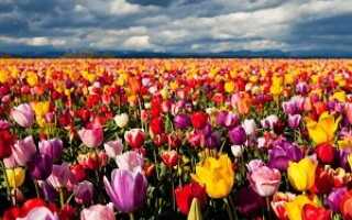 Какого цвета бывают тюльпаны фото