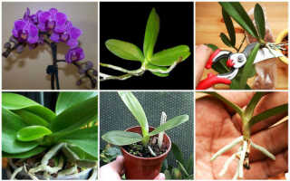 Как рассадить орхидею в домашних условиях видео