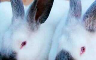 Кролики калифорнийцы вес по месяцам
