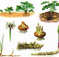 Схема вегетативного размножения растений