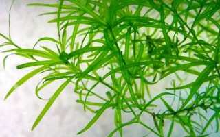 Наяс аквариумное растение содержание и разведение