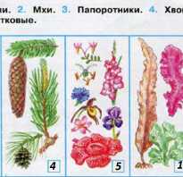 Растения которые определили в классе