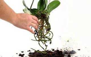 Как правильно посадить орхидею фаленопсис в горшок