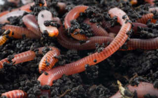 Как выращивать дождевых червей в домашних условиях