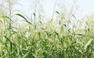 Урожайность суданки с 1 га на сено