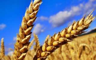 К какому семейству относится пшеница