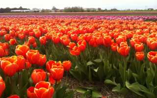 Когда в голландии цветут тюльпаны 2019