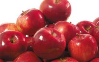 Сорт яблони анис фото и описание сорта