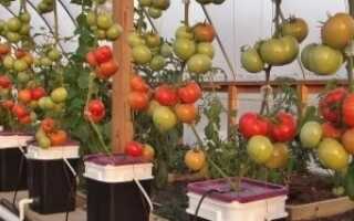 Выращивание помидор на гидропонике