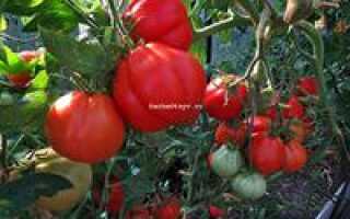 Сорт томата инжир красный