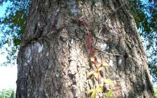 Гербициды для усугубления деревьев