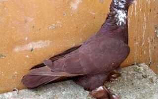 Иранские головатые щекатые голуби купить в красноярске