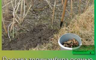 Как правильно посадить топинамбур осенью