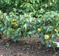 Обладает ли весом яблоня растущая в саду