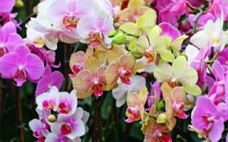 Орхидеи дочери воздуха группа